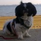 Nerooo en la playitaa